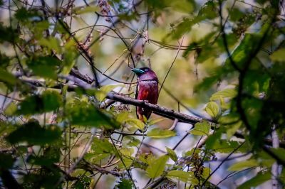 Purpurkopf-Breitrachen / Banded Broadbill