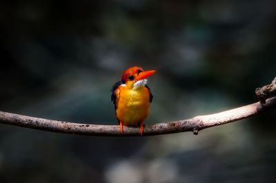 Dschungelzwergfischer - Orientalischer Zwergfischer / Black-backed Kingfisher - Oriental Dwarf-kingfisher