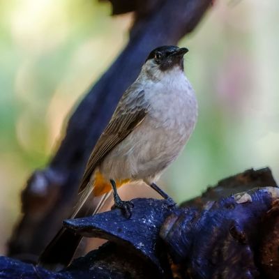 Kotilangbülbül / Sooty-headed Bulbul