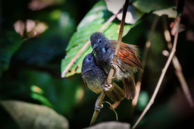 Rotflügel-Buschtimalie (M&W) / Chestnut-winged babbler