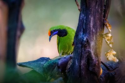 Goldstirn-Blattvogel (M) / Golden-fronted Leafbird