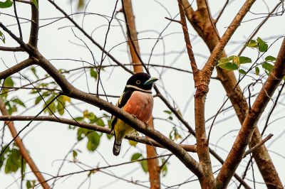 Halsband-Breitrachen (M) / Black-and-yellow Broadbill