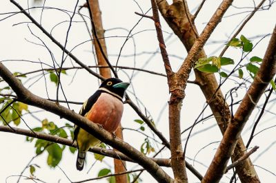 Halsband-Breitrachen (M) / Black-and-yellow Broadbill