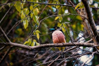 Halsband-Breitrachen (M) / Black-and-yellow Broadbill