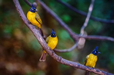 Goldbrustbülbül / Black-crested Bulbul