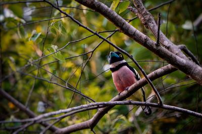 Halsband-Breitrachen (M) / Black-and-yellow Broadbill