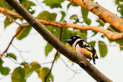 Halsband-Breitrachen (M) / Black-and-yellow Broadbill