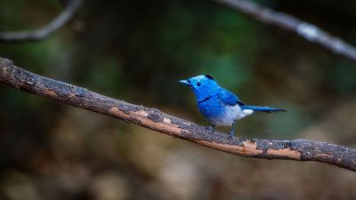 Schwarzgenickschnäpper (M) / Black-naped Monarch