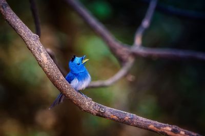 Schwarzgenickschnäpper (M) / Black-naped Monarch