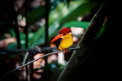 Orientalischer Zwergfischer / Sabah Dwarf-kingfisher