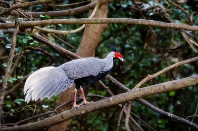 Kalifasan (M) (L.l.crawfurdii) - Kalij Pheasant