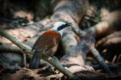 Weißhaubenhäherling / White-crested Laughingthrush