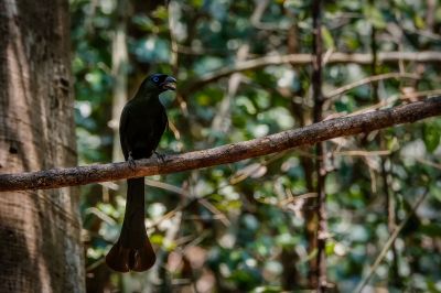 Spatelbaumelster / Racket-tailed Treepie