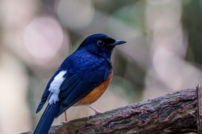 Schamadrossel (M) / White-rumped Shama