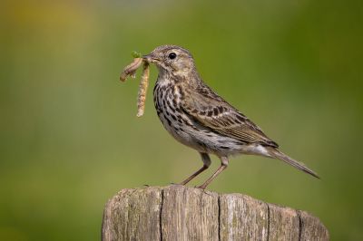 Wiesenpieper / NEAR THREATENED