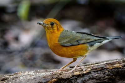 Damadrossel (W) / Orange-headed Thrush