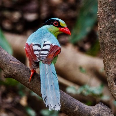 Jagdelster / Common Green Magpie