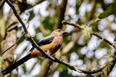 Borneobaumelster / Bornean Treepie