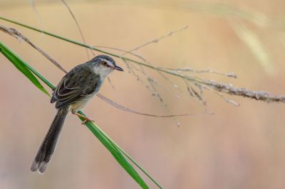 Schlichtprinie / Plain Prinia