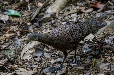 Grauer Pfaufasan (M) / Grey Peacock-pheasant