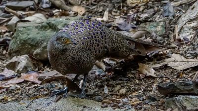 Grauer Pfaufasan (M) / Grey Peacock-pheasant