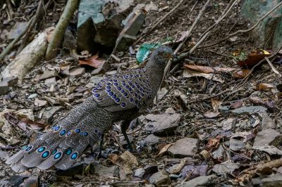 Grauer Pfaufasan (M) / Grey Peacock-pheasant