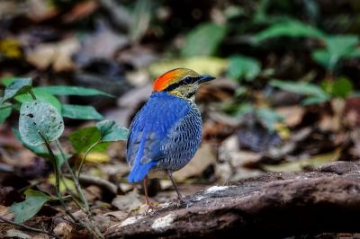 Blaupitta (M) / Blue Pitta