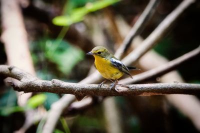 Narzissenschnäpper-elisae / Green-backed Flycatcher