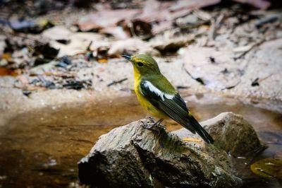 Narzissenschnäpper-elisae / Green-backed Flycatcher