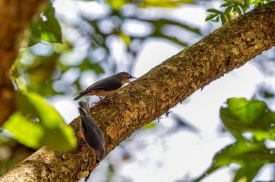 Samtstirnkleiber / Velvet-fronted Nuthatch