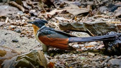 Koromandelkuckuck / Chestnut-winged Cuckoo