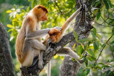 Nasenaffe (W&J) / Proboscis monkey - Long nosed monkey