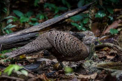 Grauer Pfaufasan (W) / Grey Peacock-pheasant