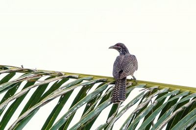 Indischer Koel (W) / Asian Koel - Common Koel