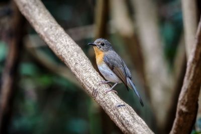 Tickellblauschnäpper (W) / Tickell's Blue-flycatcher