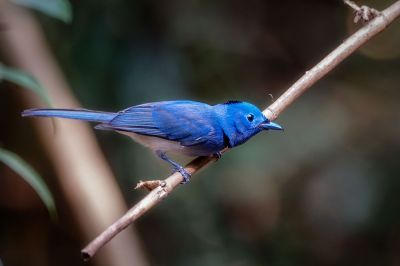 Schwarzgenickschnäpper (M) / Black-naped Monarch