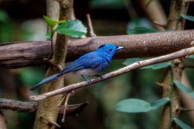 Schwarzgenickschnäpper (M) / Black-naped Monarch