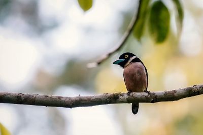 Halsband-Breitrachen (W) / Black-and-yellow Broadbill