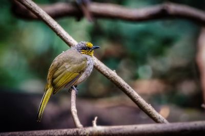 Streifenkehlbülbül / Stripe-throated Bulbul