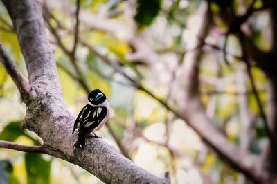 Halsband-Breitrachen (W) / Black-and-yellow Broadbill