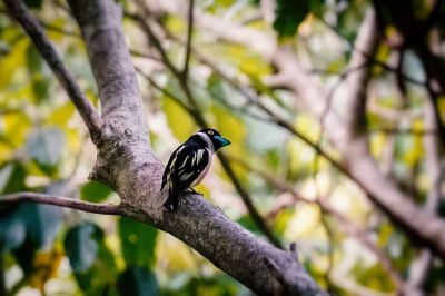 Halsband-Breitrachen (W) / Black-and-yellow Broadbill