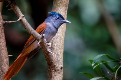 Asiatischer Paradiesschnäpper - Hainparadiesschnäpper (M) / Asian Paradise Flycatcher