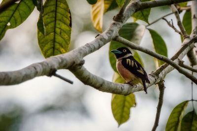 Halsband-Breitrachen (W) / Black-and-yellow Broadbill