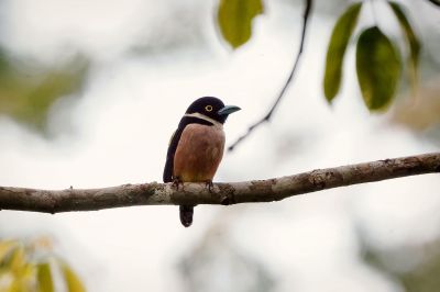 Halsband-Breitrachen (W) / Black-and-yellow Broadbill