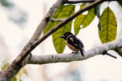 Halsband-Breitrachen (W) / Black-and-yellow Broadbill