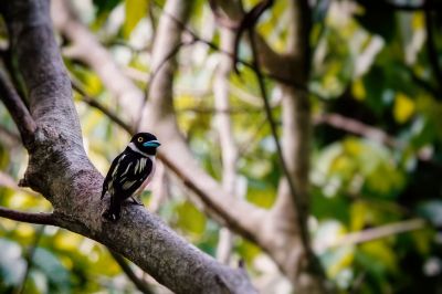 Halsband-Breitrachen (W) / Black-and-yellow Broadbill