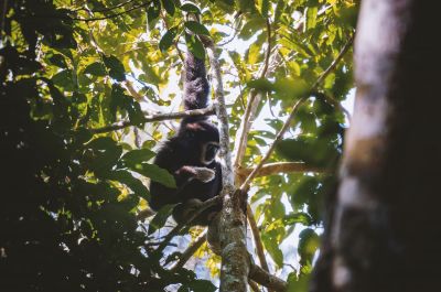 Weißhandgibbon - Lar / White-handed Gibbon - Lar Gibbon