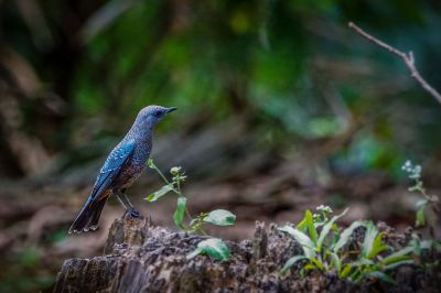 Blaumerle (M) / Blue Rock Thrush