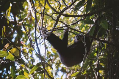 Weißhandgibbon - Lar / White-handed Gibbon - Lar Gibbon