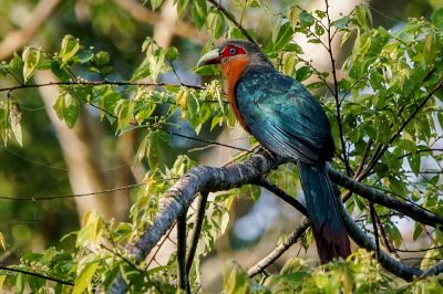 Schimmerkuckuck / Chestnut-breasted Malkoha